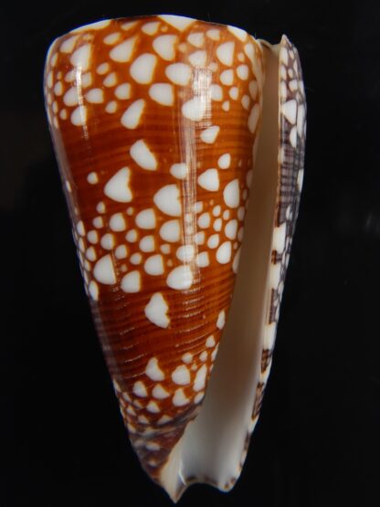 Eugeniconus nobilis gisellelieae 52.46 mm Gem-67507