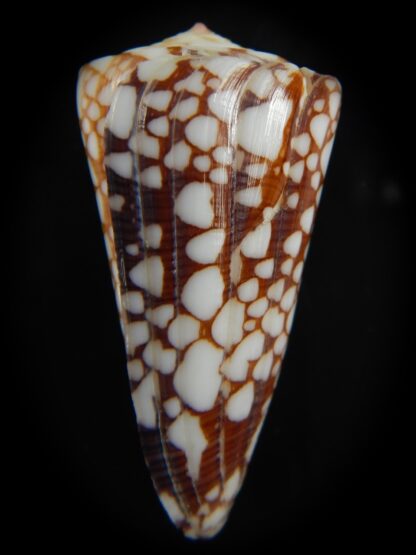 Eugeniconus nobilis gisellelieae 46.30 mm Gem-67479