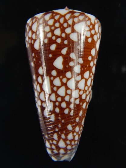 Eugeniconus nobilis gisellelieae 49.97 mm Gem-67495