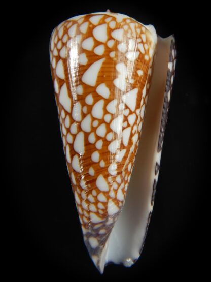 Eugeniconus nobilis gisellelieae 49.97 mm Gem-67496