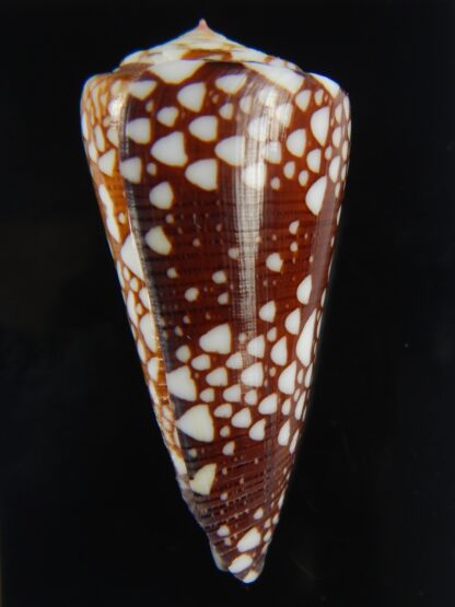 Eugeniconus nobilis gisellelieae 49.97 mm Gem-67497