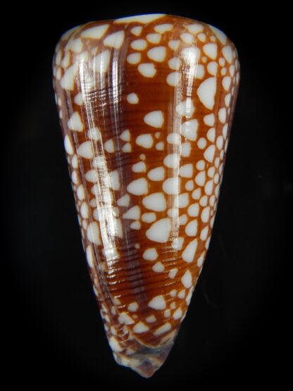 Eugeniconus nobilis gisellelieae 47.49 mm Gem -67485