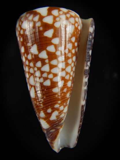 Eugeniconus nobilis gisellelieae 47.49 mm Gem -67488