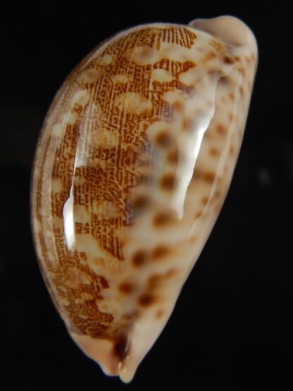 Leporicypraea mappa viridis guamensis 62.36 mm Gem-67522