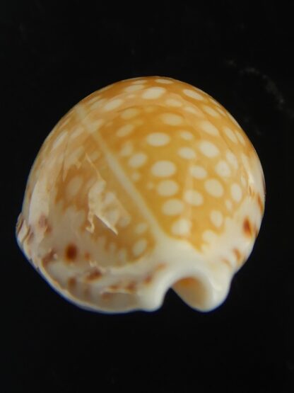 Cribrarula gaskoini gaskoini .. 21.80 mm Gem-67687