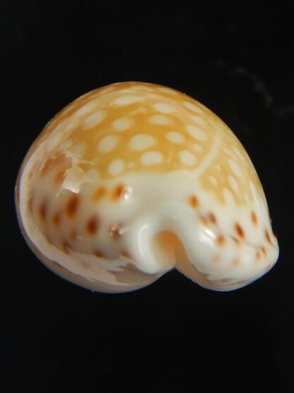 Cribrarula gaskoini gaskoini .. 21.80 mm Gem-67682