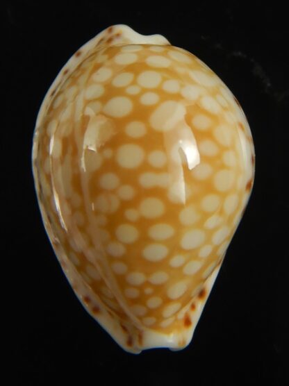 Cribrarula gaskoini gaskoini .. 21.78 mm Gem-67671