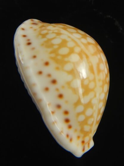 Cribrarula gaskoini gaskoini .. 21.78 mm Gem-67673