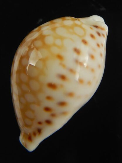 Cribrarula gaskoini gaskoini .. 21.78 mm Gem-67670