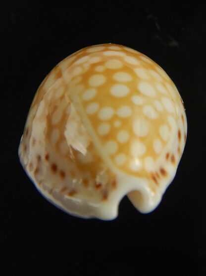 Cribrarula gaskoini gaskoini .. 21.78 mm Gem-67672