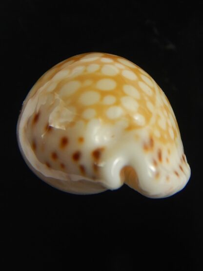 Cribrarula gaskoini gaskoini .. 21.78 mm Gem-67668