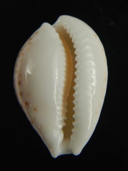 Cribrarula gaskoini gaskoini .. 19.62 mm Gem-67642