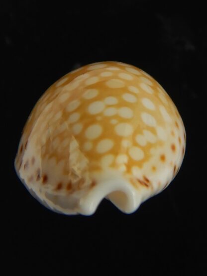 Cribrarula gaskoini gaskoini .. 19.62 mm Gem-67644