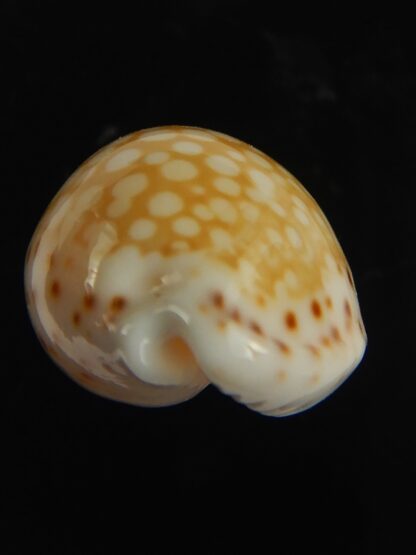 Cribrarula gaskoini gaskoini .. 19.62 mm Gem-67640