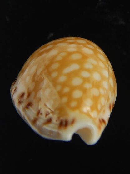 Cribrarula gaskoini gaskoini .. 20.62 mm Gem-67656