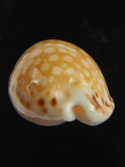 Cribrarula gaskoini gaskoini .. 20.62 mm Gem-67654