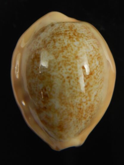 Ovatipsa coloba coloba 24.50 mm Gem-67765