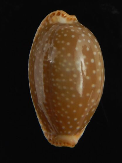 Staphylaea semiplota 18.24 mm Gem-67613