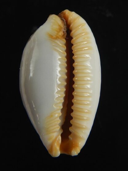 Staphylaea semiplota 18.24 mm Gem-67615