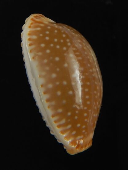 Staphylaea semiplota 18.24 mm Gem-67616