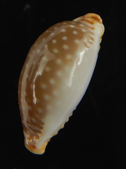 Staphylaea semiplota 18.24 mm Gem-67619