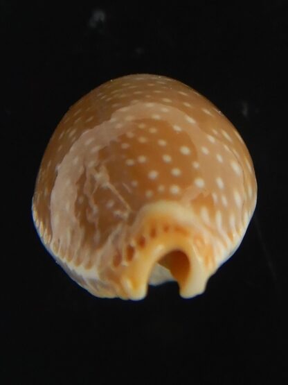 Staphylaea semiplota 18.24 mm Gem-67618