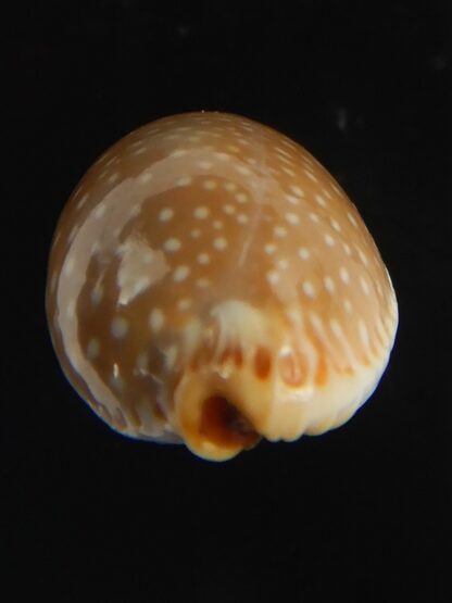 Staphylaea semiplota 18.24 mm Gem-67617