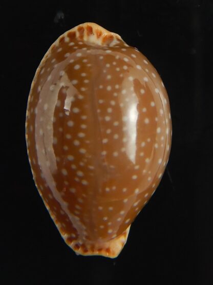 Staphylaea semiplota 17.62 mm Gem-67599