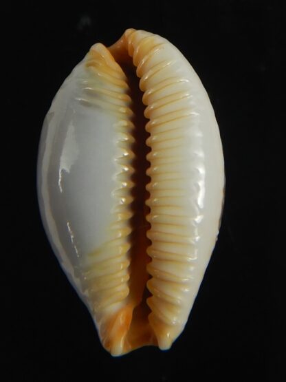 Staphylaea semiplota 17.62 mm Gem-67601