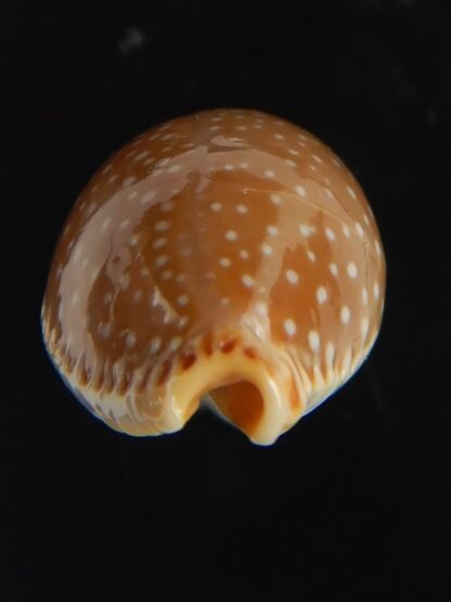 Staphylaea semiplota 17.62 mm Gem-67605