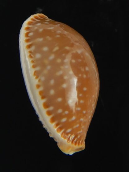 Staphylaea semiplota 18.87 mm Gem-67627