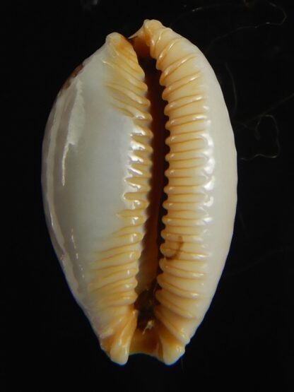 Staphylaea semiplota 17.61 mm Gem-67585