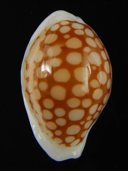 Cribrarula gravida 23.63 mm Gem-67912