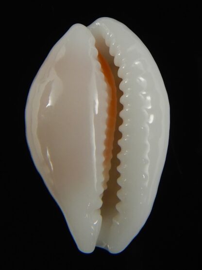 Cribrarula gravida 23.63 mm Gem-67914