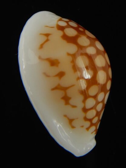 Cribrarula gravida 23.63 mm Gem-67911