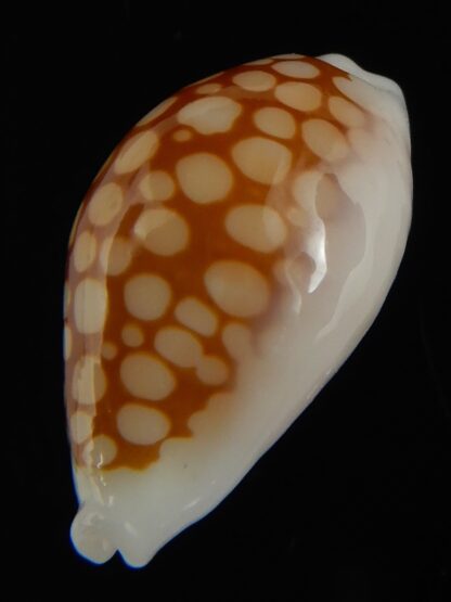 Cribrarula gravida 23.63 mm Gem-67913