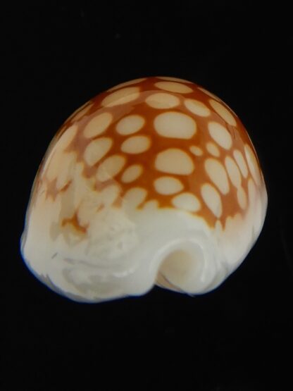 Cribrarula gravida 23.63 mm Gem-67915