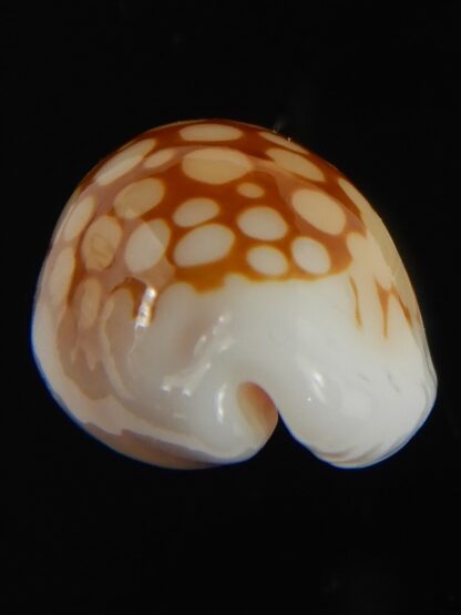 Cribrarula gravida 23.63 mm Gem-67910