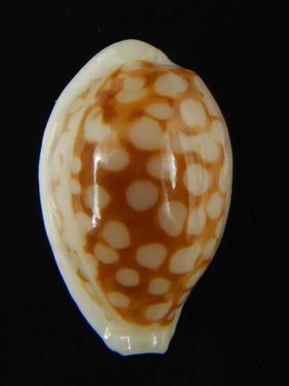 Cribrarula gravida 21.75 mm Gem-67896