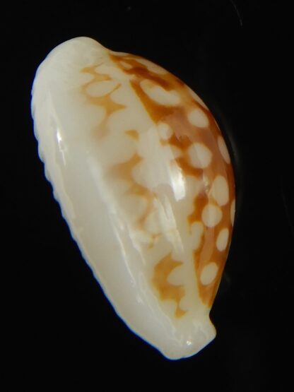 Cribrarula gravida 21.75 mm Gem-67897