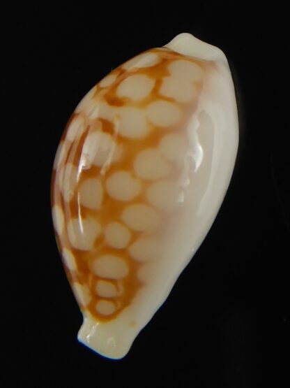 Cribrarula gravida 21.75 mm Gem-67899