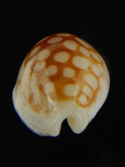 Cribrarula gravida 21.75 mm Gem-67894