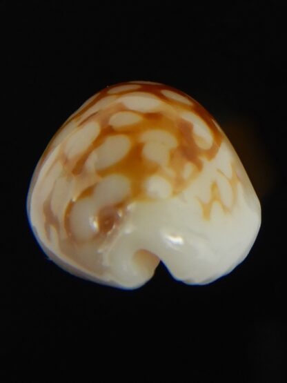 Cribrarula gravida 21.75 mm Gem-67900