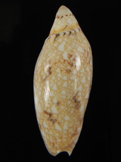Amoria praetexta 46.12 mm Gem-68027