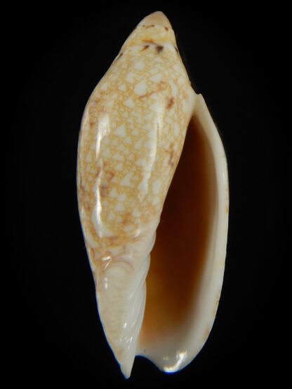 Amoria praetexta 46.12 mm Gem-68025
