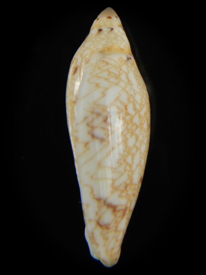 Amoria praetexta 46.12 mm Gem-68026