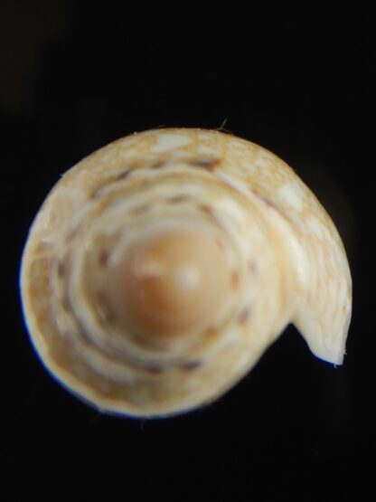 Amoria praetexta 46.12 mm Gem-68028