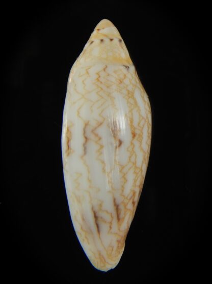 Amoria praetexta 44.42 mm Gem-68007