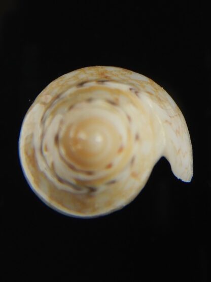 Amoria praetexta 44.42 mm Gem-68008