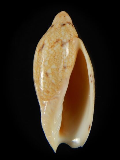 Amoria praetexta 41.92 mm F+++ -67995